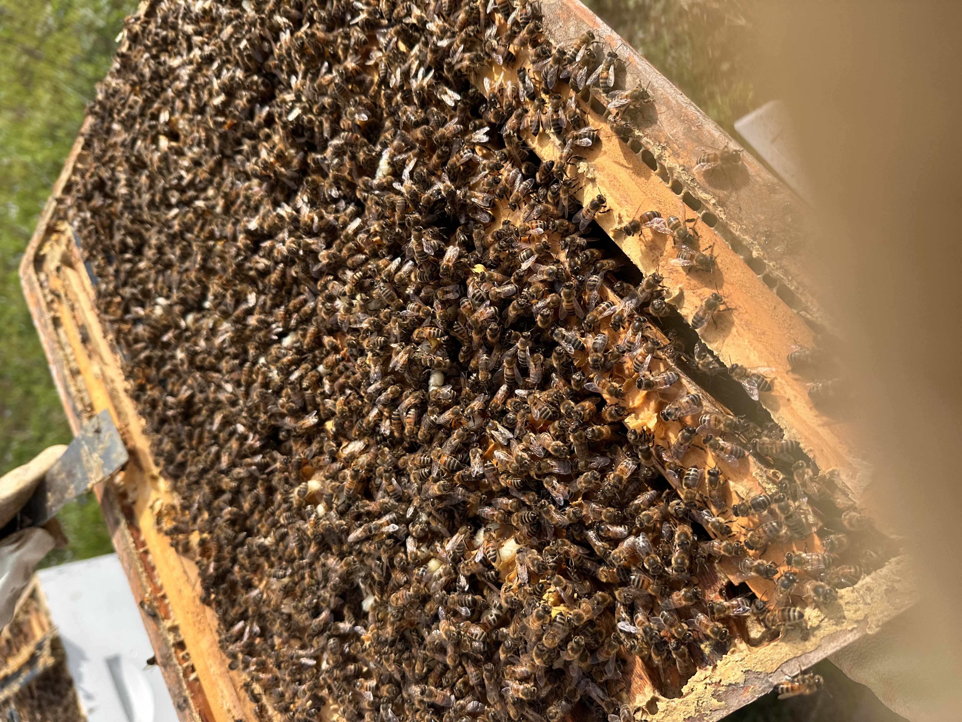 Bees resting on the top of a hive box at Ble Barn Farms.